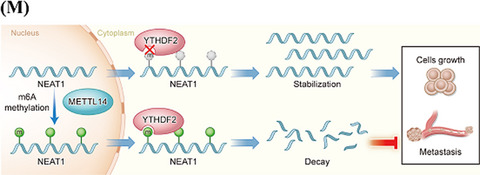 Methyltransferase‐like 14 suppresses growth and metastasis of renal cell carcinoma by decreasing long noncoding RNA NEAT1