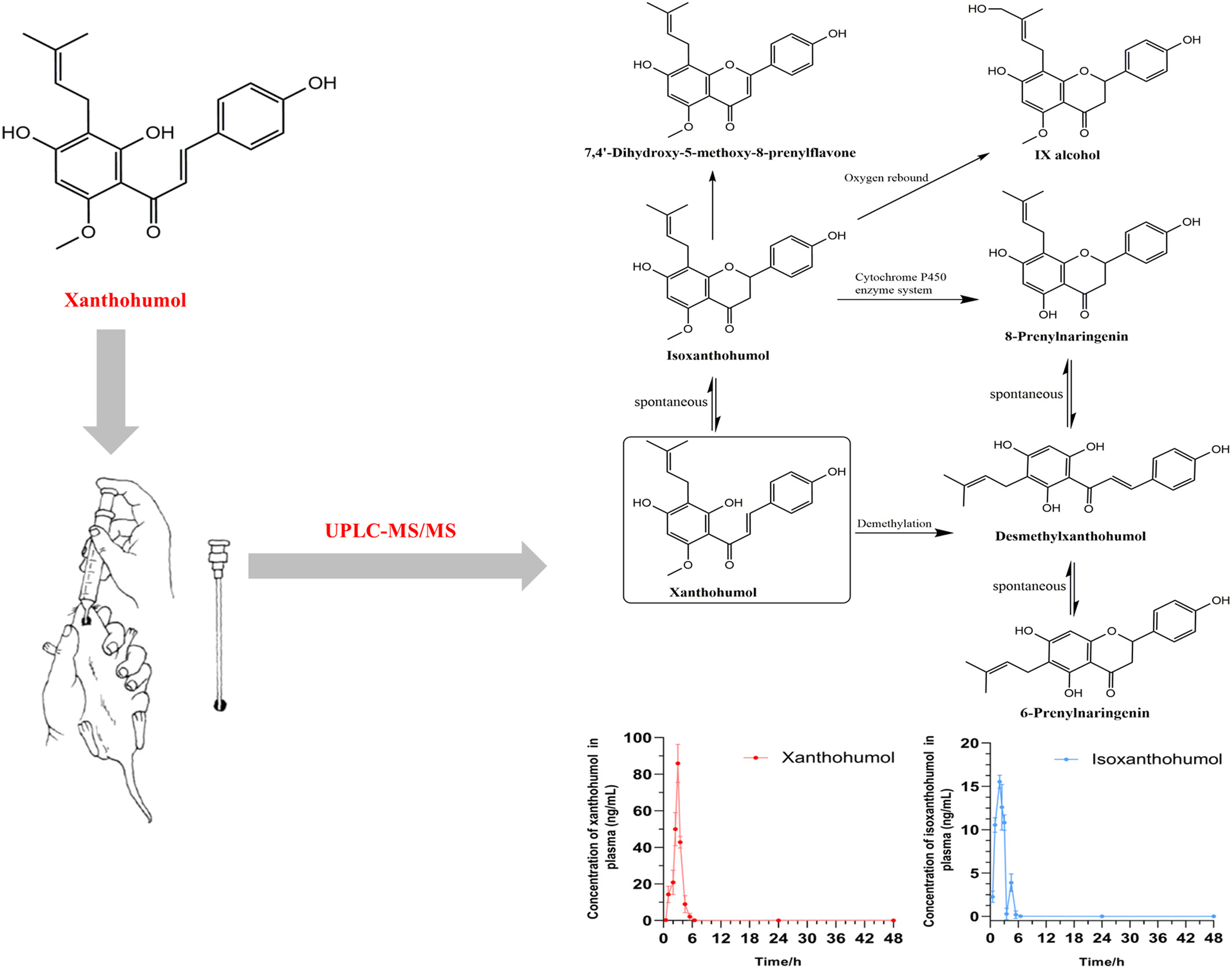 Absorption, metabolism, and pharmacokinetic profile of xanthohumol in rats as determined via UPLC‐MS/MS