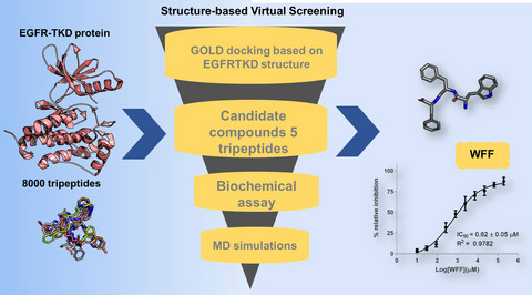 Identification of Tripeptides against Tyrosine Kinase Domain of EGFR for Lung Cancer Cell Inhibition by In silico and In vitro Studies