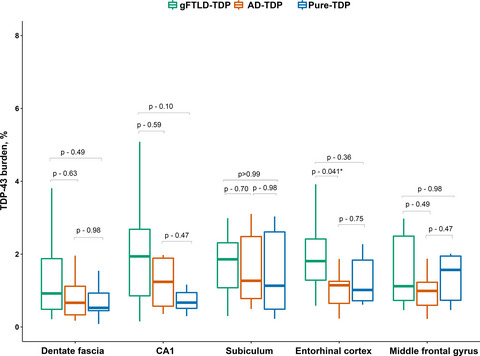 Old age genetically confirmed frontotemporal lobar degeneration with TDP‐43 has limbic predominant TDP‐43 deposition