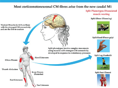 The strength of corticomotoneuronal drive underlies ALS split phenotypes and reflects early upper motor neuron dysfunction