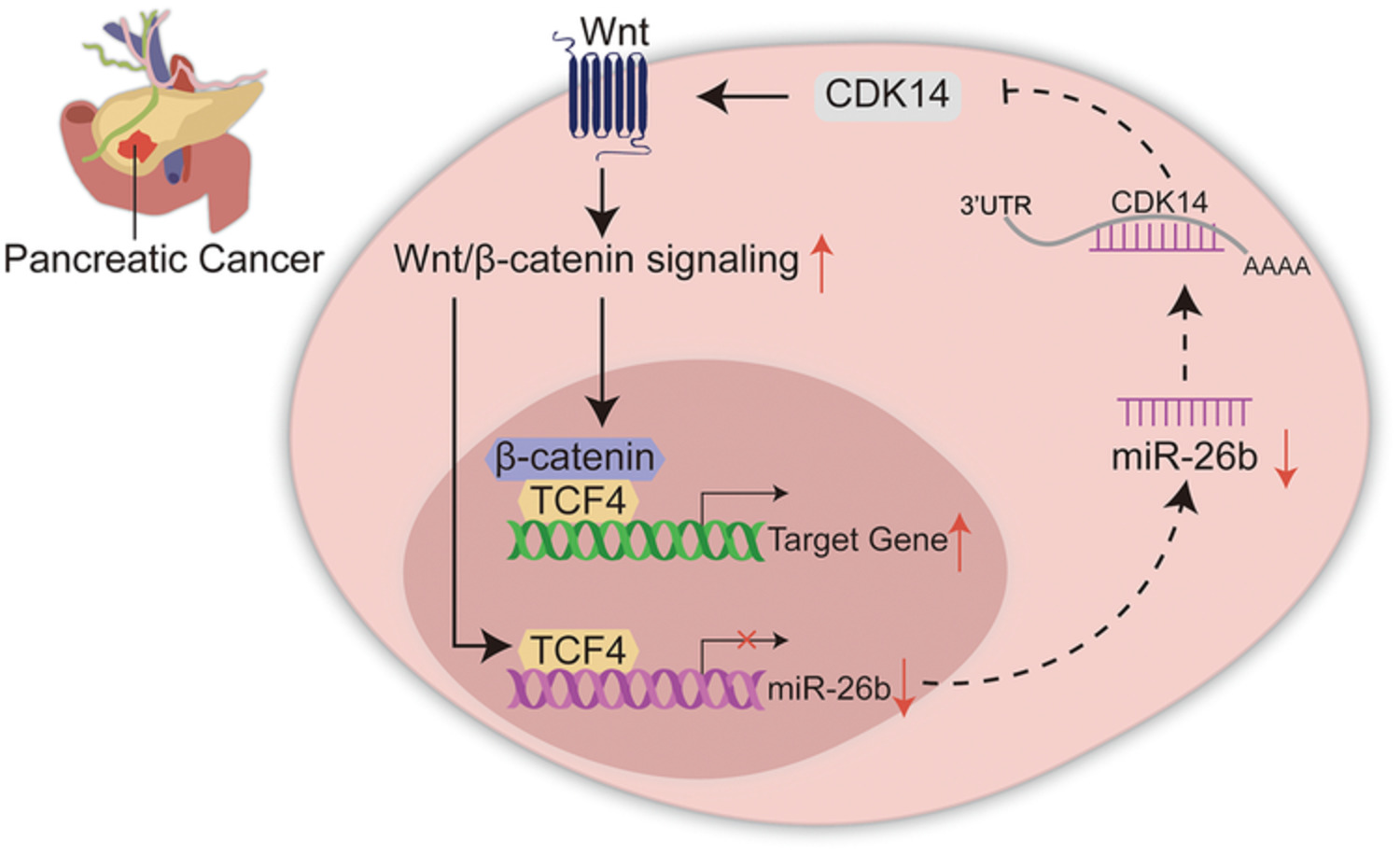 CDK14/β‐catenin/TCF4/miR‐26b positive feedback regulation modulating pancreatic cancer cell phenotypes in vitro and tumor growth in mice model in vivo
