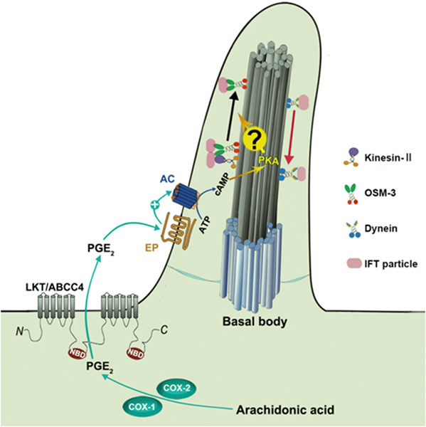 Prostaglandin signaling in ciliogenesis and development