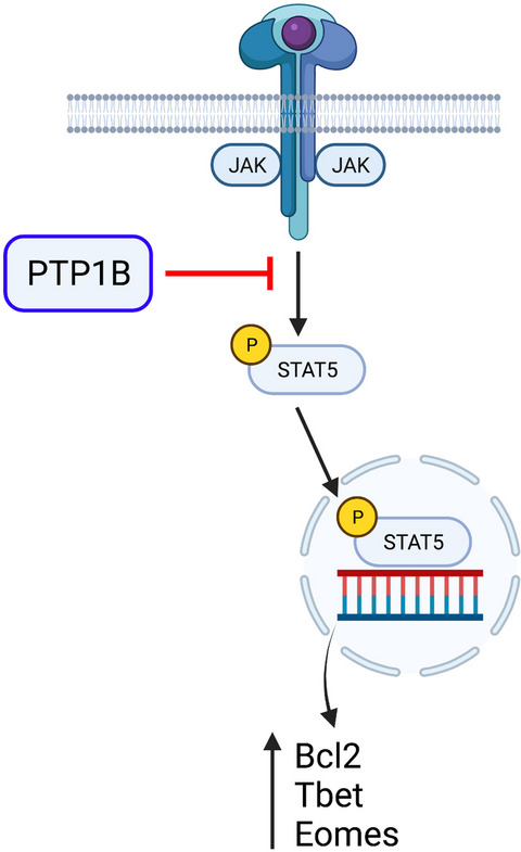 Unleashing T cell responses to cancer through removal of intracellular checkpoints