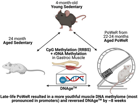 Late‐life exercise mitigates skeletal muscle epigenetic aging