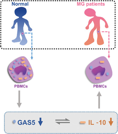 LncRNA GAS5 positively regulates IL‐10 expression in patients with generalized myasthenia gravis
