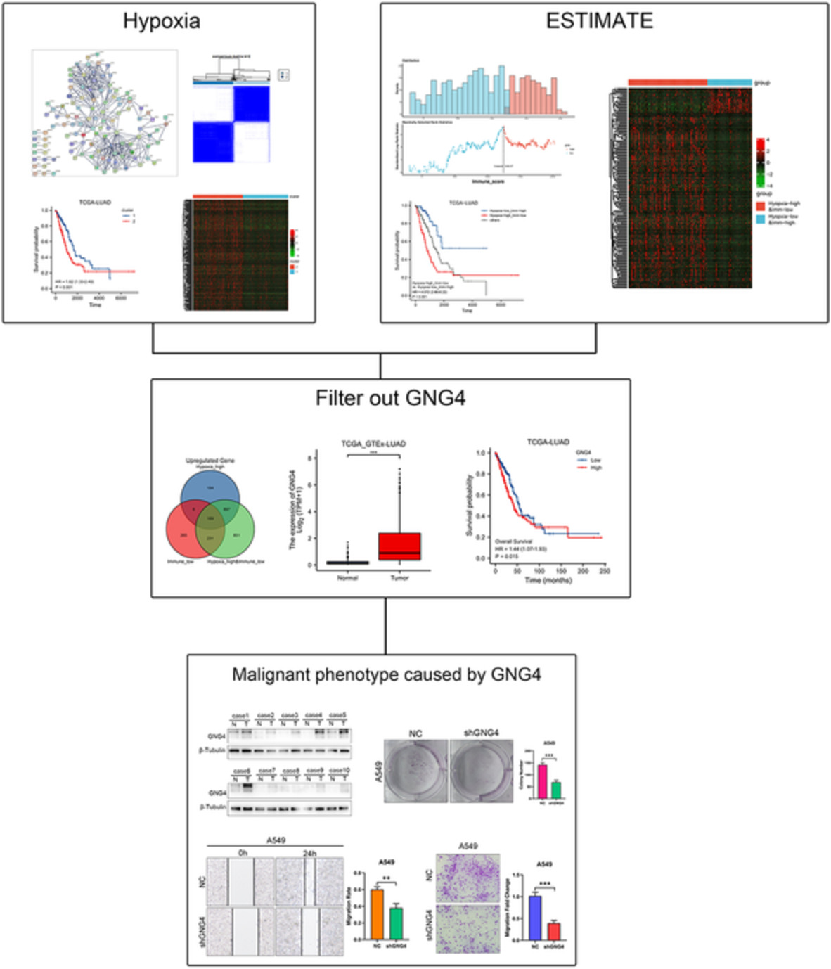 High GNG4 expression is associated with poor prognosis in patients with lung adenocarcinoma