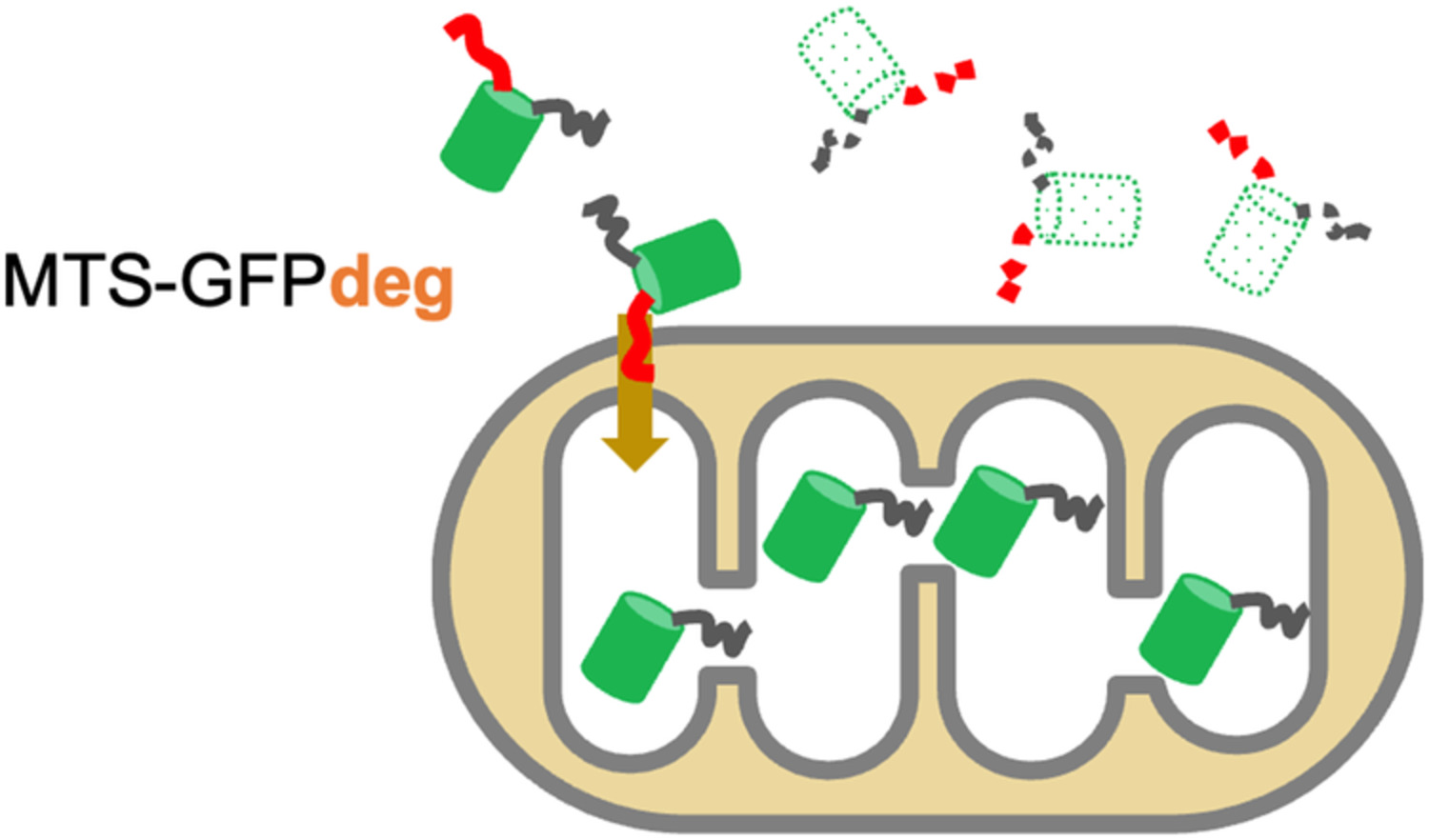 Identification of uncharacterized proteins potentially localized to mitochondria (UPMs) in Saccharomyces cerevisiae using a fluorescent protein unstable in the cytoplasm
