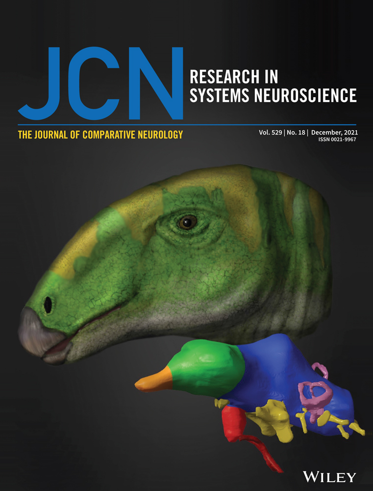The lateral posterior clock neurons (LPN) of Drosophila melanogaster express three neuropeptides and have multiple connections within the circadian clock network and beyond