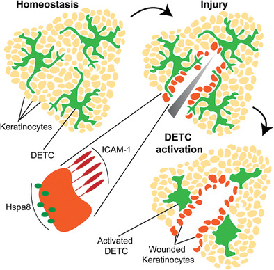 Hspa8 and ICAM‐1 as damage‐induced mediators of γδ T cell activation
