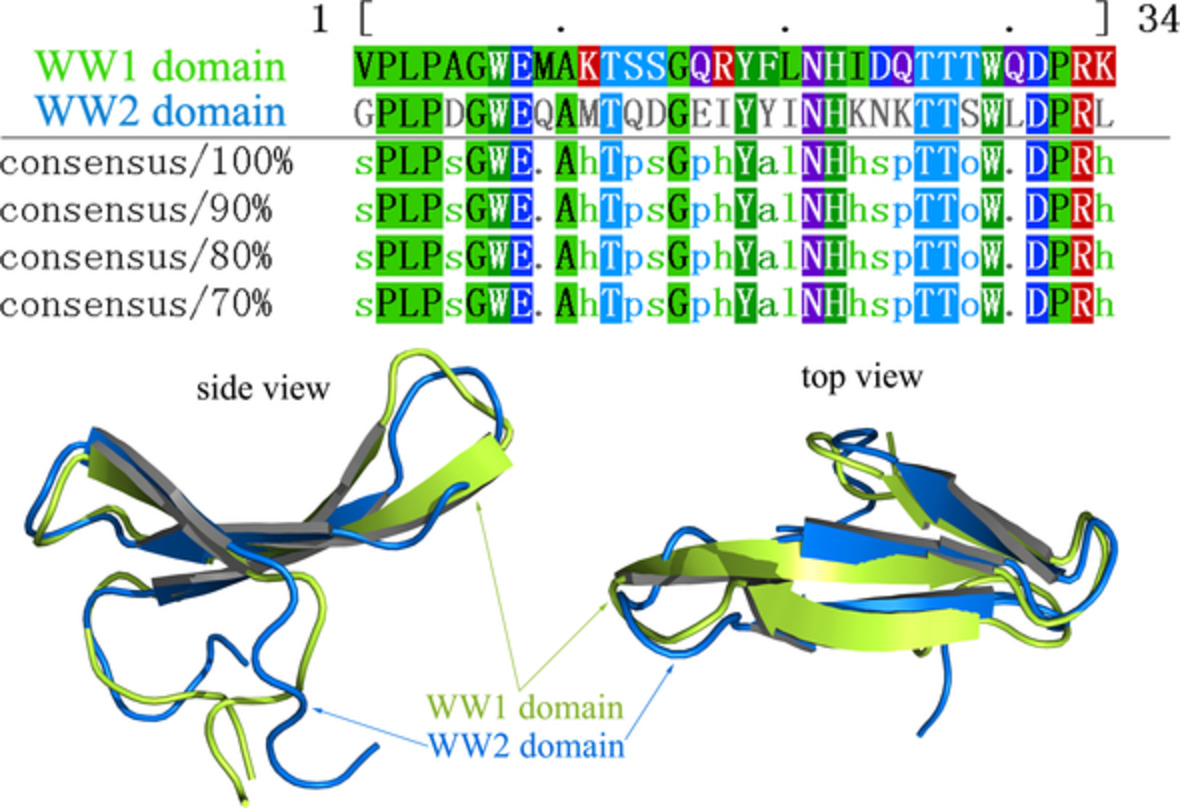 Systematic profiling and identification of the peptide‐mediated interactions between human Yes‐associated protein and its partners in esophageal cancer