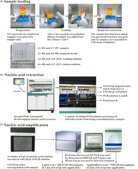 A rapid and highly effective approach for SARS‐CoV‐2 nucleic acid daily testing in more than four thousand single‐tube samples