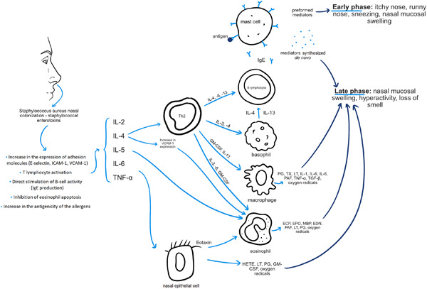 Nasal carriage of Staphylococcus aureus in children with grass pollen‐induced allergic rhinitis and the effect of polyvalent mechanical bacterial lysate immunostimulation on carriage status: A randomized controlled trial