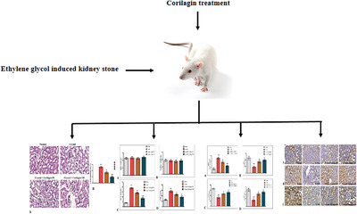 The protective role of corilagin on renal calcium oxalate crystal‐induced oxidative stress, inflammatory response, and apoptosis via PPAR‐γ and PI3K/Akt pathway in rats