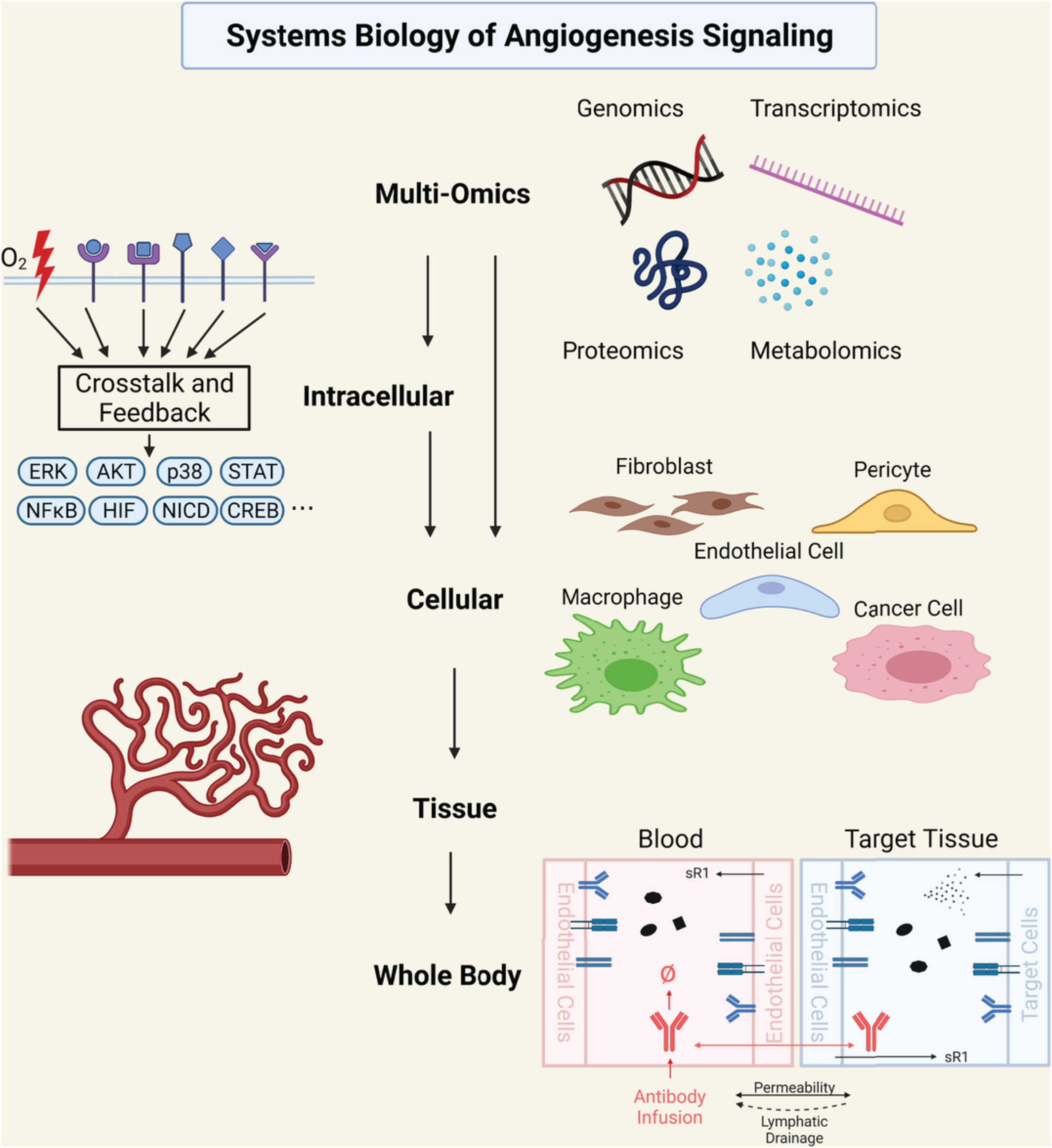 Systems biology of angiogenesis signaling: Computational models and omics