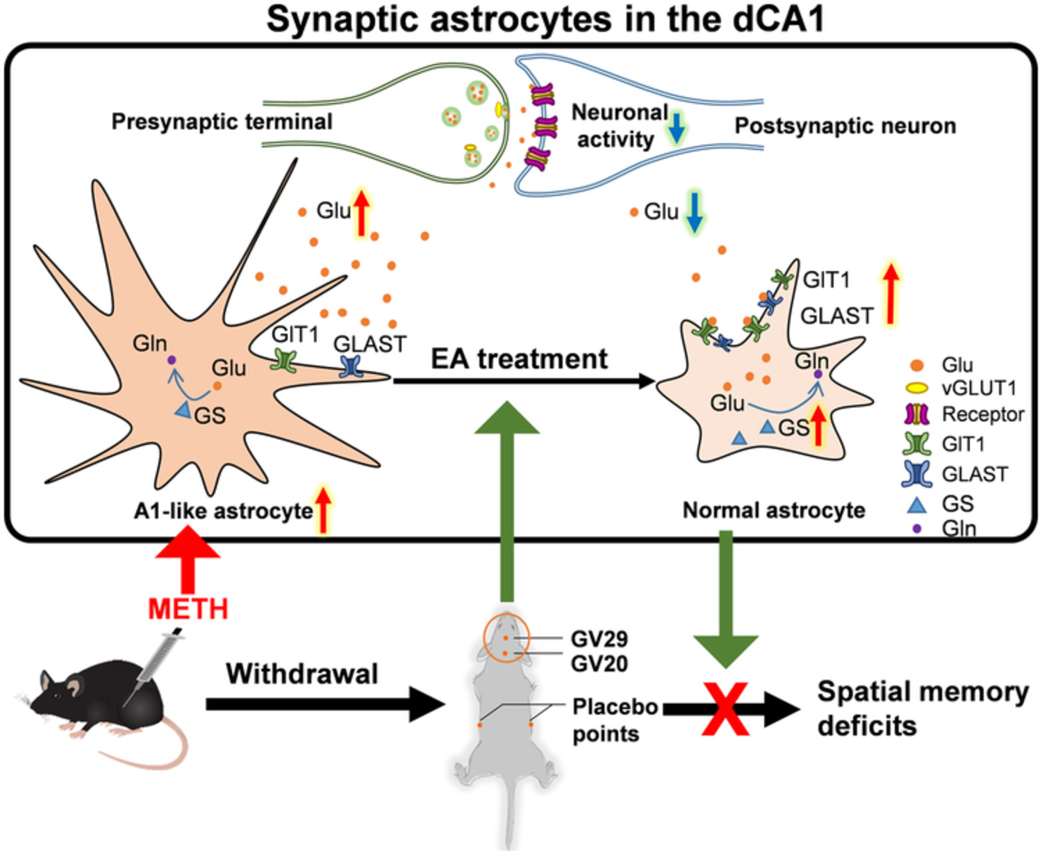 Electroacupuncture alleviates spatial memory deficits in METH withdrawal mice by enhancing astrocyte‐mediated glutamate clearance in the dCA1