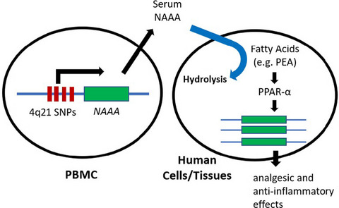 Functional variants in the chromosome 4q21 locus contribute to allergic rhinitis risk by modulating the expression of N‐acylethanolamine acid amidase