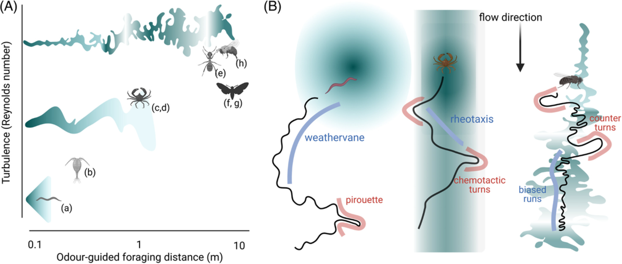 The role of food odor in invertebrate foraging