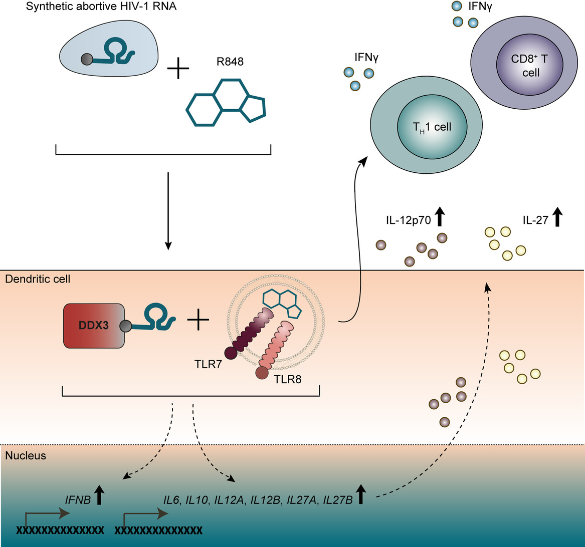 Crosstalk between R848 and abortive HIV‐1 RNA‐induced signaling enhances antiviral immunity