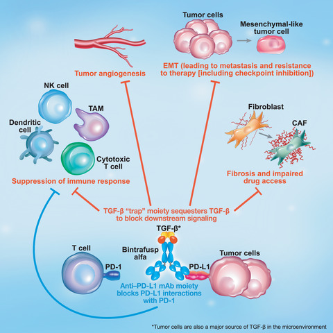 Dual inhibition of TGF‐β and PD‐L1: a novel approach to cancer treatment