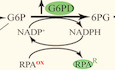 Metabolic remodeling maintains a reducing environment for rapid activation of the yeast DNA replication checkpoint