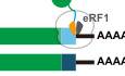 Ribosome slowdown triggers codon‐mediated mRNA decay independently of ribosome quality control