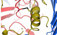 Teneurin4 dimer structures reveal a calcium‐stabilized compact conformation supporting homomeric trans‐interactions