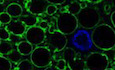 An RDH‐Plin2 axis modulates lipid droplet size by antagonizing Bmm lipase
