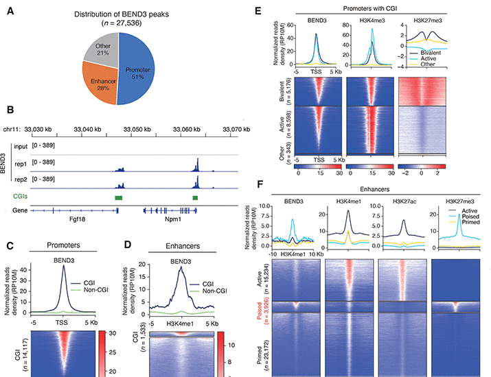 Highly enriched BEND3 prevents the premature activation of bivalent genes during differentiation