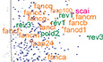 SCAI promotes error‐free repair of DNA interstrand crosslinks via the Fanconi anemia pathway
