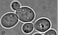 Bur1 functions with TORC1 for vacuole‐mediated cell cycle progression
