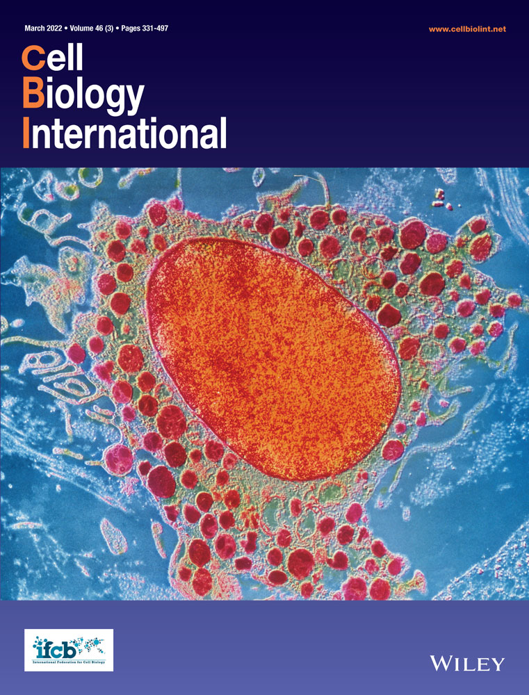 The effect of all‐trans retinoic acid on the mitochondrial function and survival of cardiomyoblasts exposed to local photodamage