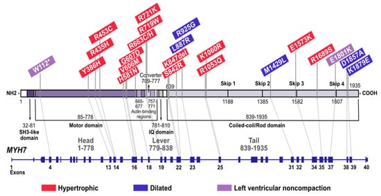 Cardiogenetics, Vol. 12, Pages 122-132: MYH7 Genotype–Phenotype Correlation in a Cohort of Finnish Patients