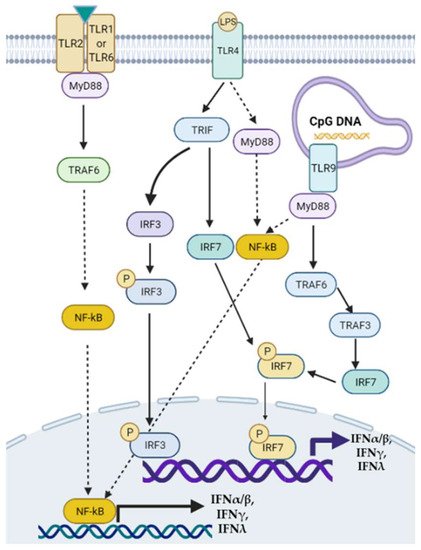 Gastroenterology Insights, Vol. 13, Pages 148-161: The Role of Interferon Regulatory Factors in Non-Alcoholic Fatty Liver Disease and Non-Alcoholic Steatohepatitis
