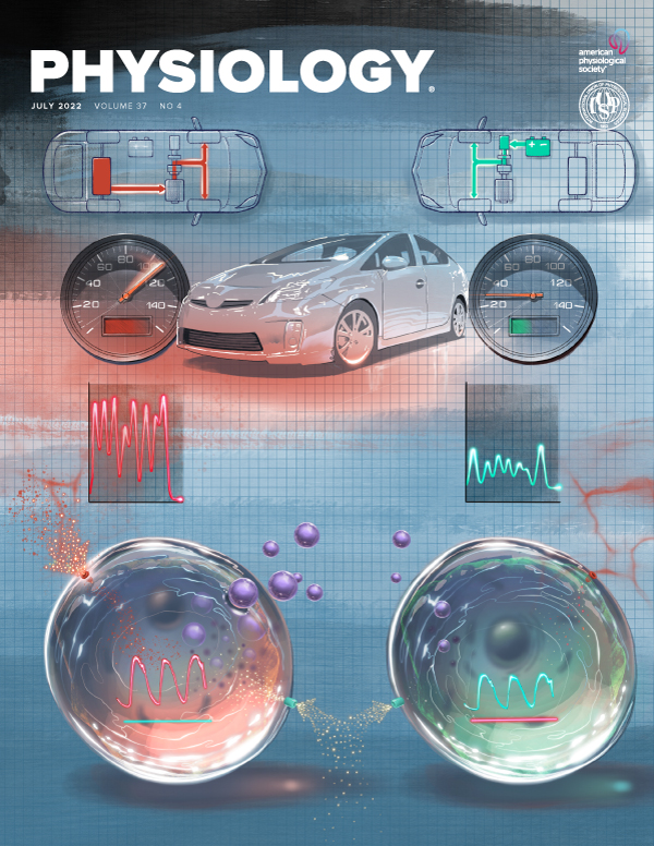Kv Channel Ancillary Subunits: Where Do We Go from Here?