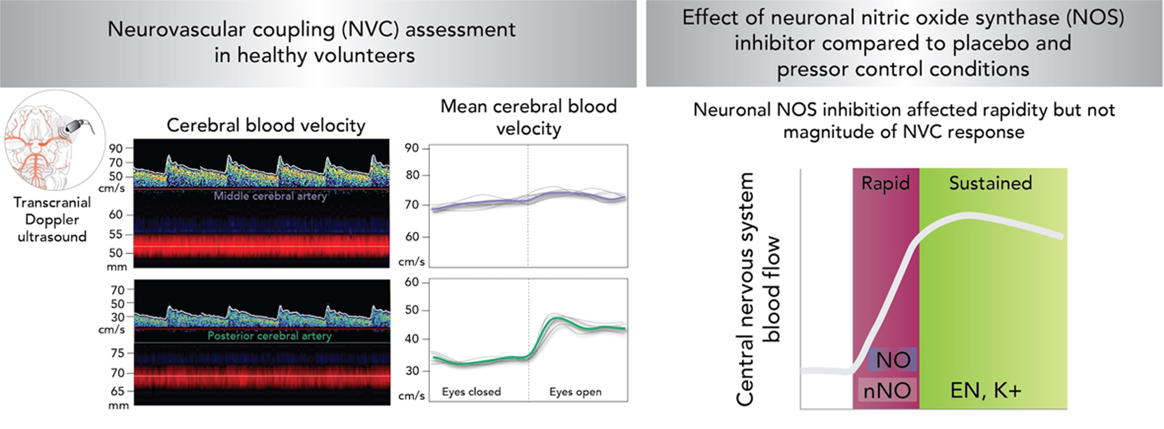 The Effect of a Neuronal Nitric Oxide Synthase Inhibitor on Neurovascular Regulation in Humans