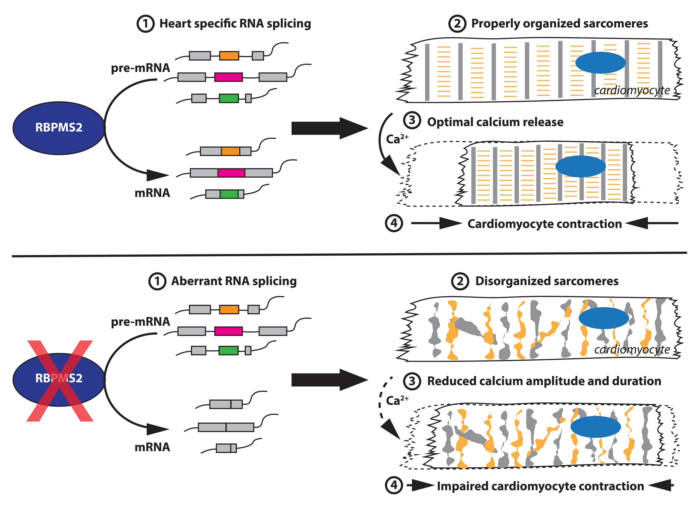 RBPMS2 Is a Myocardial-Enriched Splicing Regulator Required for Cardiac Function