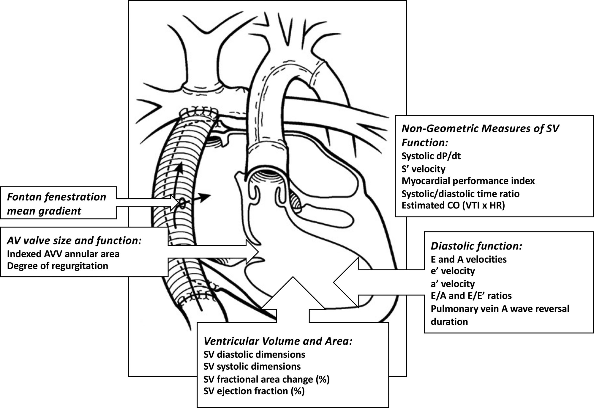 Impact of Udenafil on Echocardiographic Indices of Single Ventricle Size and Function in FUEL Study Participants