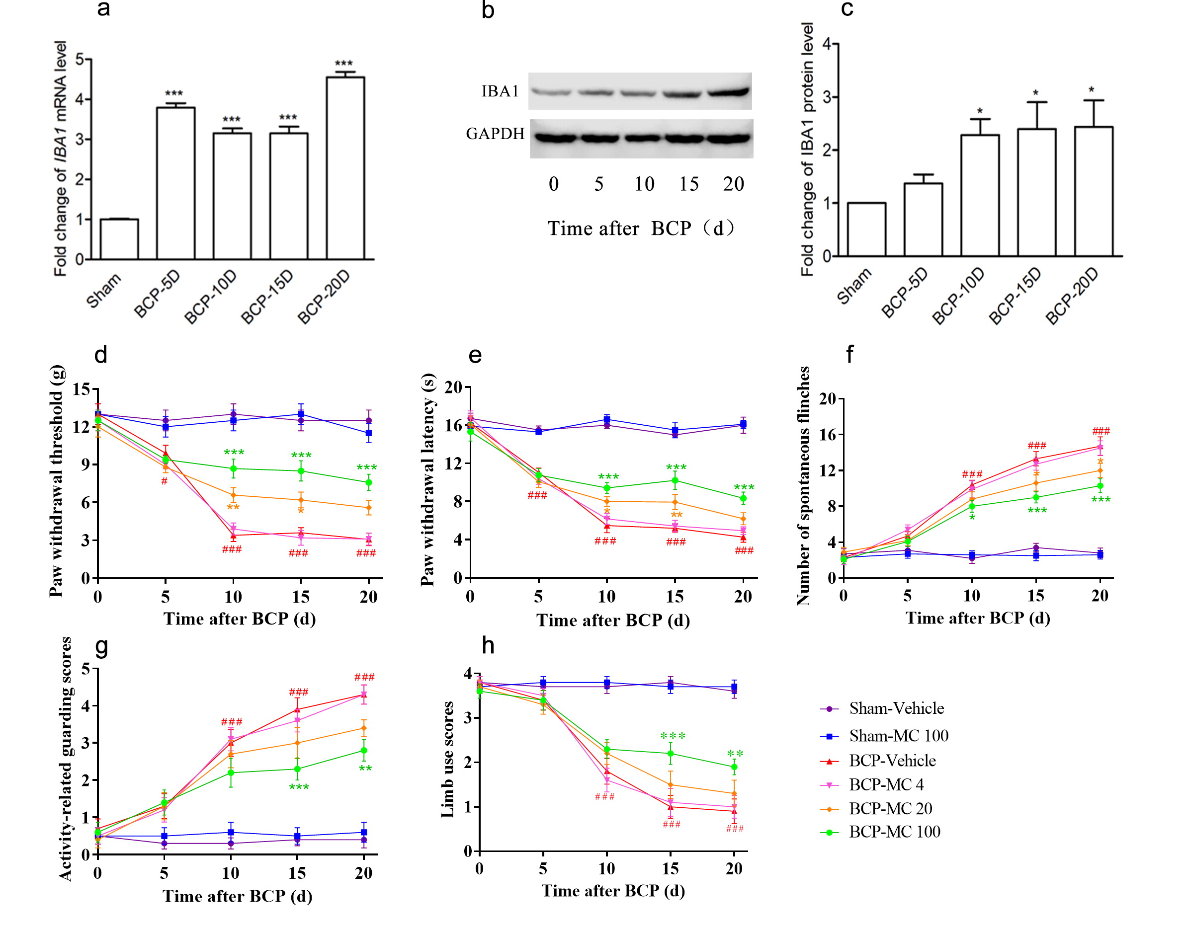 Cyclin D1 mediates pain behaviour in a rat model of breast cancer-induced bone pain by a mechanism involving regulation of the proliferation of spinal microglia