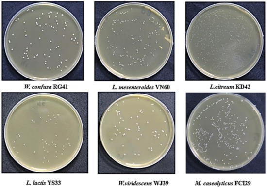 Microbiology Research, Vol. 13, Pages 953: Correction: Uwamahoro et al. An Assessment of the Lactic Acid-Producing Potential of Bacterial Strains Isolated from Food Waste. Microbiol. Res. 2022, 13, 278–291