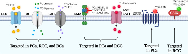 Targeted Molecular Imaging as a Biomarker in Urologic Oncology