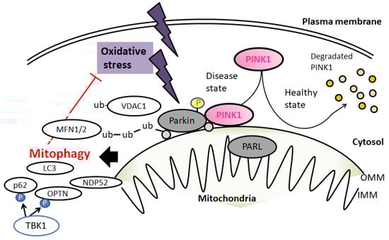 Diseases, Vol. 10, Pages 117: Potential Diets to Improve Mitochondrial Activity in Amyotrophic Lateral Sclerosis