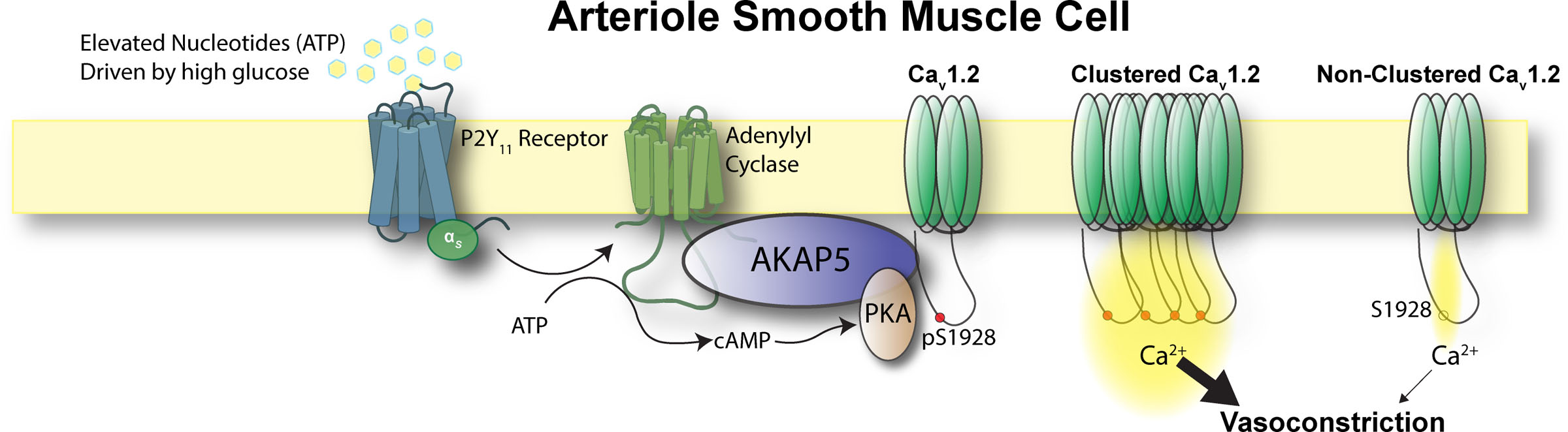 Peering into the Molecular Machinery for Regulation of Cav1.2 Channel Clusters
