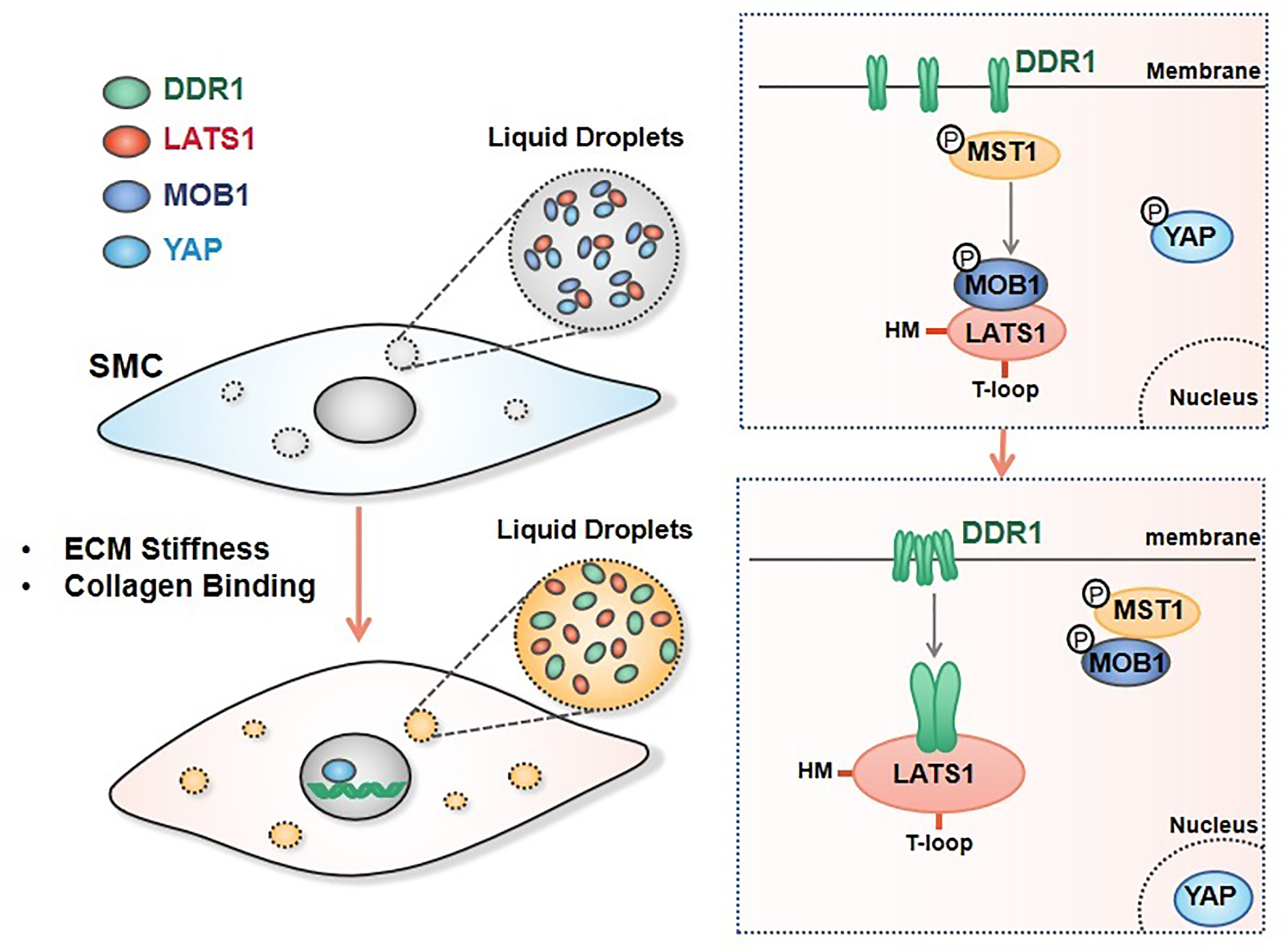 LLPS of DDR1 Counteracts the Hippo Pathway to Orchestrate Arterial Stiffening