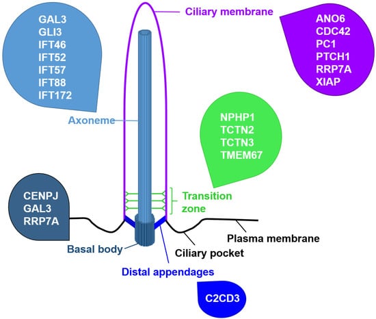 JDB, Vol. 10, Pages 52: Life-Saver or Undertaker: The Relationship between Primary Cilia and Cell Death in Vertebrate Embryonic Development