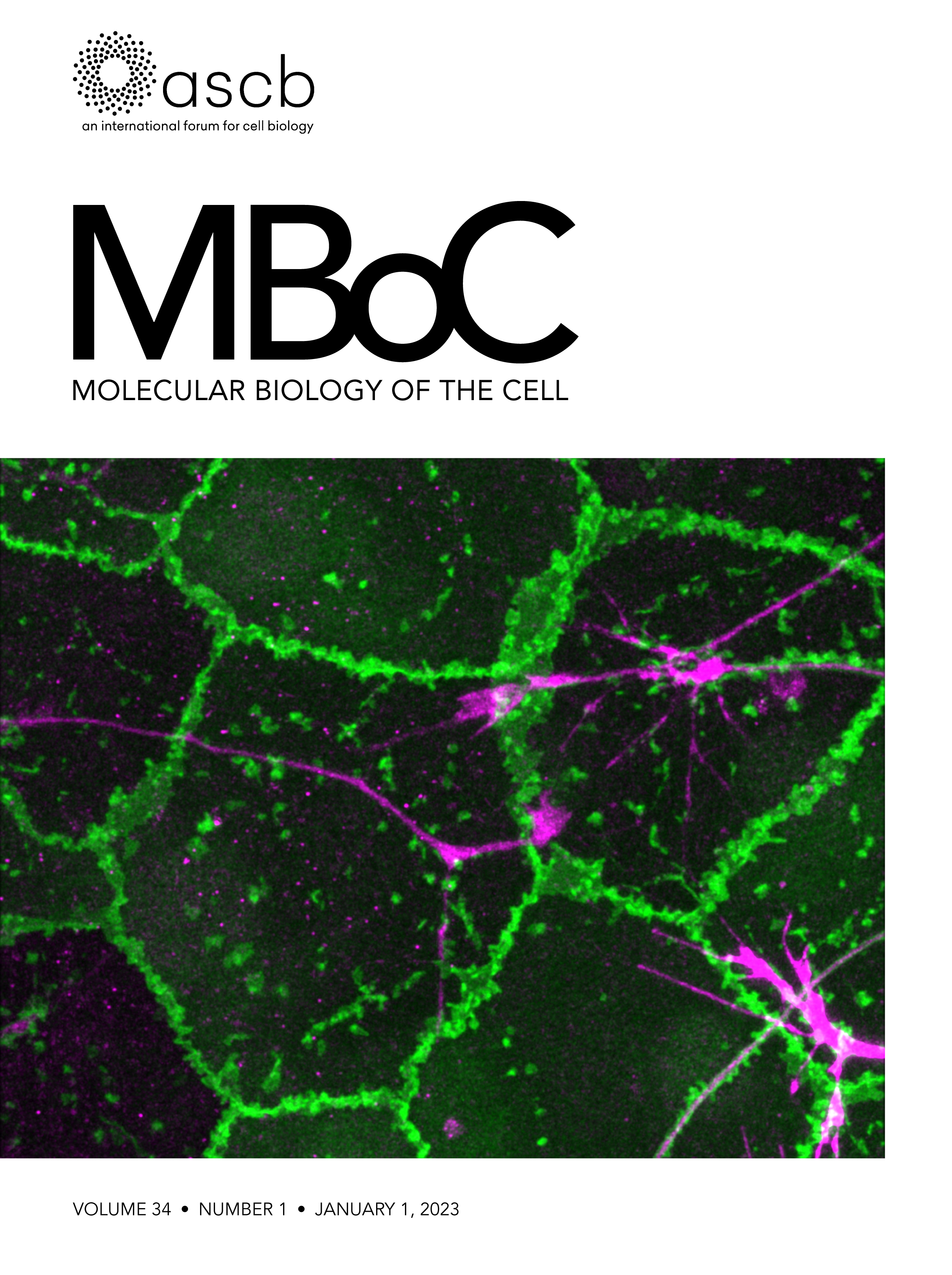 The ring saga: looking back at the discovery of γ-tubulin and γ-tubulin ring complexes