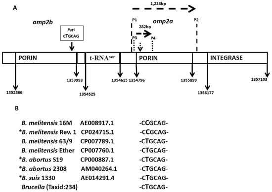 Microbiology Research, Vol. 14, Pages 21-33: Serum PCR Diagnosis of Brucella melitensis Infection in Rev. 1 Vaccinated Sheep