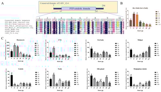 Viruses, Vol. 15, Pages 56: A Polydnavirus Protein Tyrosine Phosphatase Negatively Regulates the Host Phenoloxidase Pathway