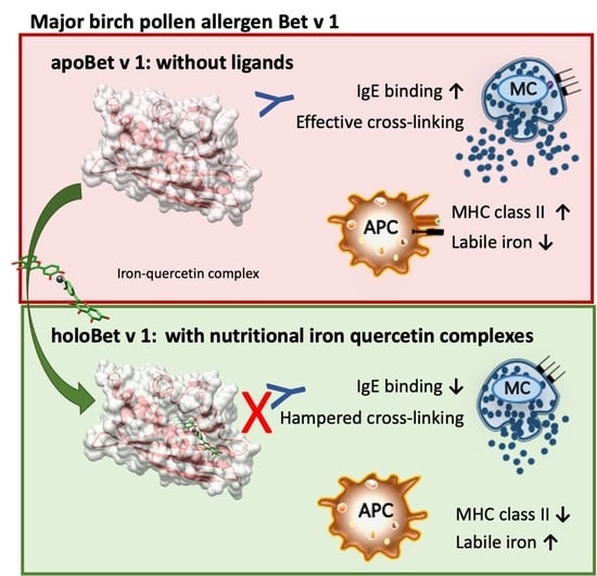 Antioxidants, Vol. 12, Pages 42: Binding to Iron Quercetin Complexes Increases the Antioxidant Capacity of the Major Birch Pollen Allergen Bet v 1 and Reduces Its Allergenicity