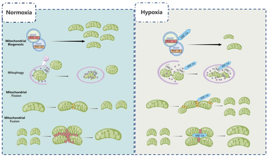Biomolecules, Vol. 13, Pages 50: Hypoxia-Inducible Factor 1 and Mitochondria: An Intimate Connection